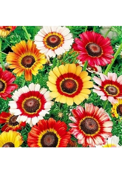 10 Adet Karışık Renk K. Gözü Çiçek Tohumu + 10 Adet K.renk Kalp Kalbe K. Çiçeği Tohumu