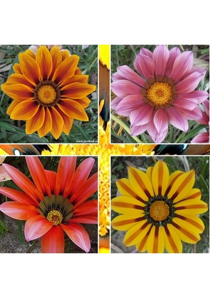 50 Adet Karışık Renk Gazania Flower Çiçek Tohumu + 10 Adet Hediye K.renk Starliçe Çiçek Tohumu
