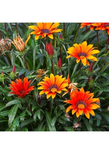 50 Adet Karışık Renk Gazania Flower Çiçeği Tohumu + 10 Adet K.renk Küpe Çiçek Tohumu