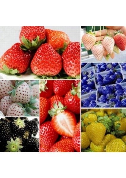 10 Adet Karışık Renk Gazanya Çiçeği Tohumu + 10 Adet K.renk Çilek Tohumu