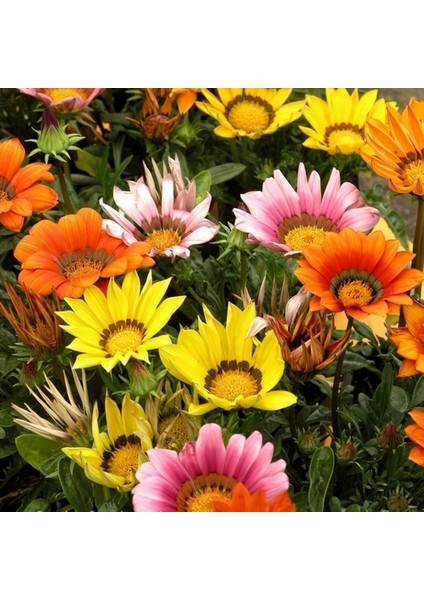 100 Adet Karışık Renk Gazania Flower Çiçeği Tohumu + 10 Adet K.renk Pampas Çiçek Tohumu