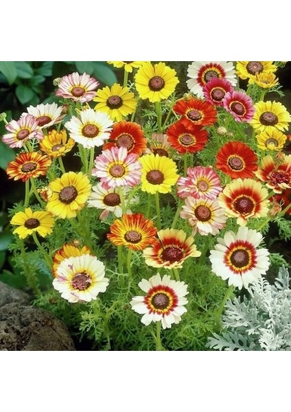 100 Adet Karışık Renk Gazania Flower Çiçek Tohumu + 10 Adet K.renk Begonya Çiçek Tohumu