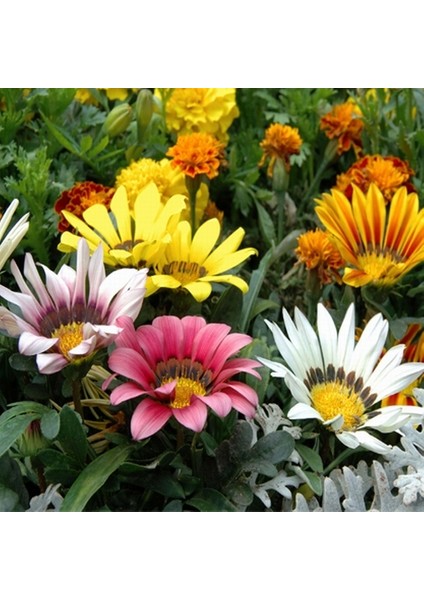 10 Adet Karışık Renk Gazania Flower Çiçeği Tohumu + 10 Adet K.renk Saz Püskülü Çiçek Tohumu