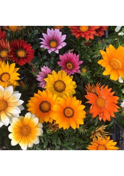 100 Adet Karışık Renk Gazania Flower Çiçeği Tohumu + 10 Adet Hollanda Gülü Çiçek Tohumu