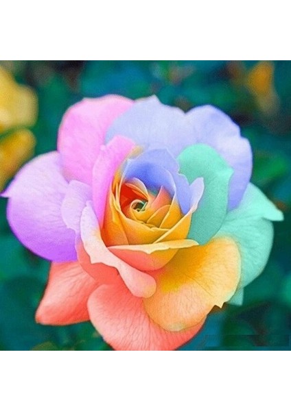 100 Adet Karışık Renk Gazania Flower Çiçeği Tohumu + 10 Adet Hollanda Gülü Çiçek Tohumu fırsatları