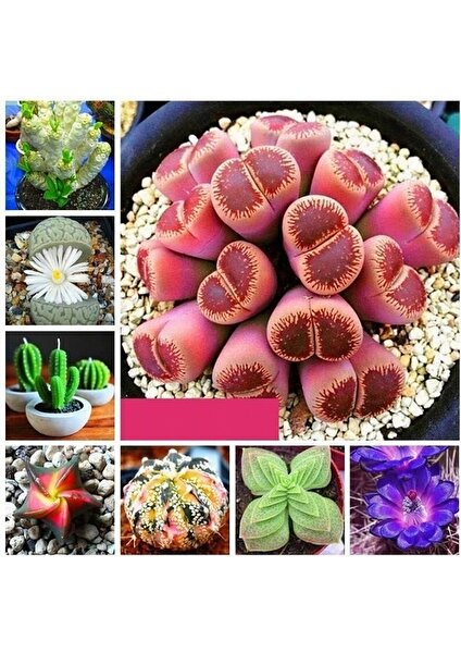 25 Adet Karışık Renk Koyun Gözü Çiçek Tohumu + 10 Adet  K.renk Succulent Cactus Tohumu