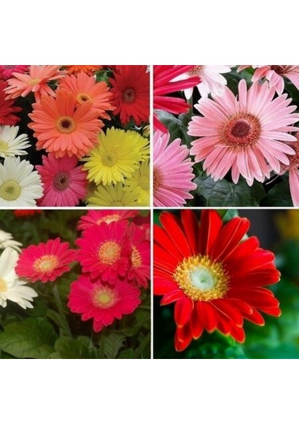 25 Adet Karışık Renk Koyun Gözü Çiçeği Tohumu + 10 Adet K.renk Gerbera Çiçek Tohumu