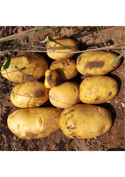 Patateste Yüksek Verim İçin Gübre