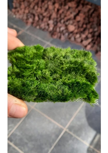 Marimo Carpet