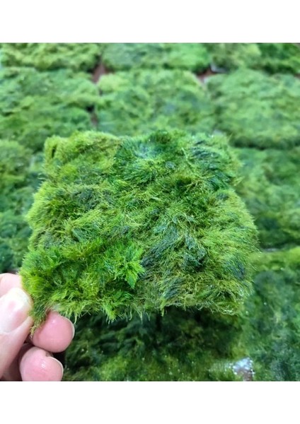 Marimo Carpet