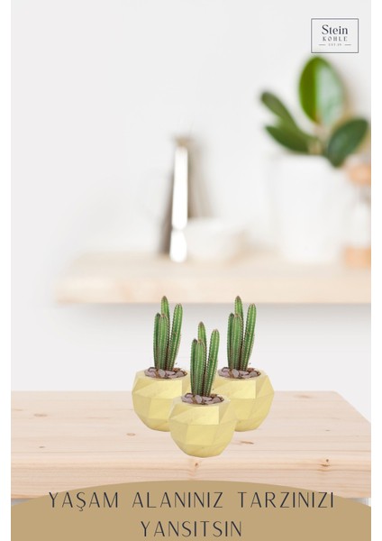 Çiçek Saksısı Dekoratif Kaktüs Saksı 1 Adet Altın Renk Uygulamalı Dönen Poly Model