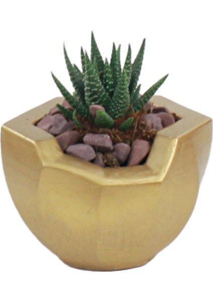 Çiçek Saksısı Dekoratif Kaktüs Saksı 1 Adet Altın Renk Uygulamalı Önü Açık Model