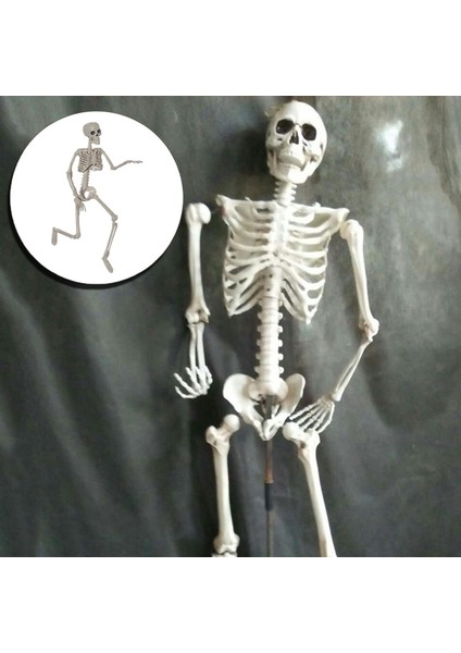 Iskelet Gövdesi H 90CM (Yurt Dışından) modelleri