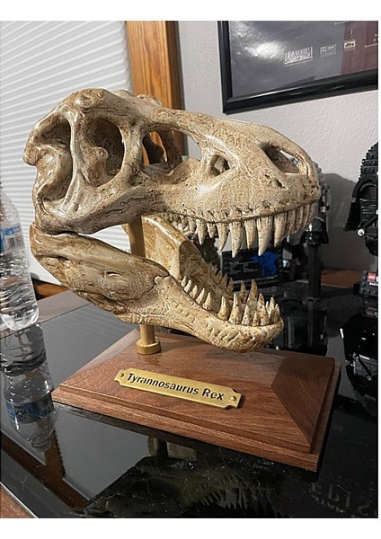 T-Rex Kafatası Figür 20 cm