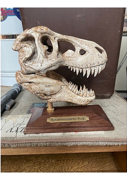 T-Rex Kafatası Figür 20 cm fiyatları