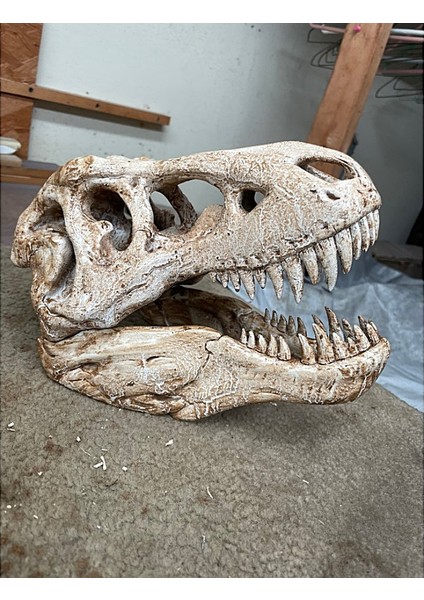 T-Rex Kafatası Figür 20 cm modelleri