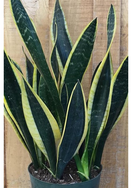 Paşa Kılıcı Peygamber Kılıcı Sansevieria