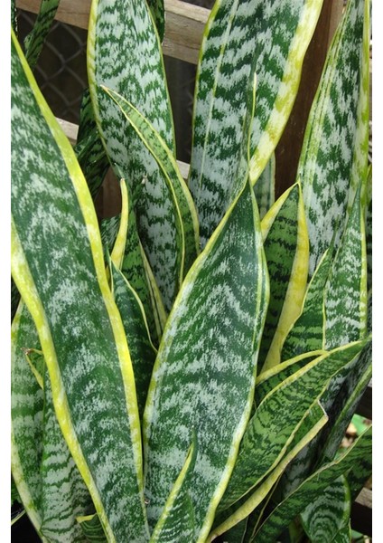 Paşa Kılıcı Peygamber Kılıcı Sansevieria fiyatları