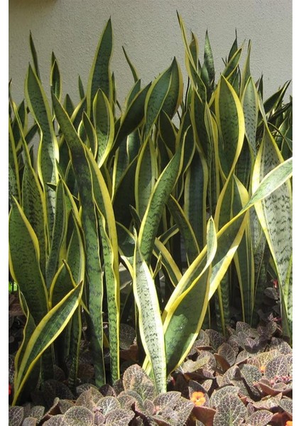 Paşa Kılıcı Peygamber Kılıcı Sansevieria modelleri