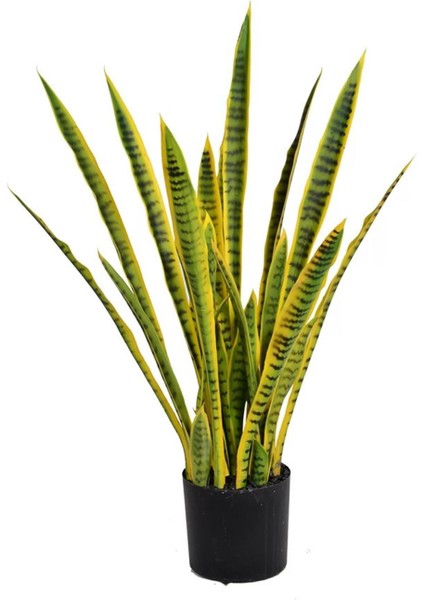 Paşa Kılıcı Peygamber Kılıcı Sansevieria fırsatları