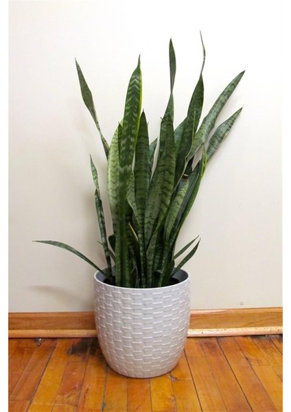 Paşa Kılıcı Peygamber Kılıcı Sansevieria indirimleri
