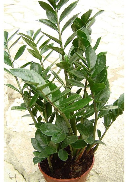 Zamia Bitkisi