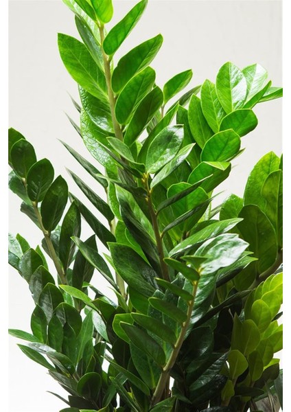 Zamia Bitkisi
