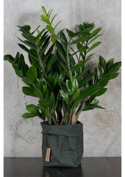 Zamia Bitkisi