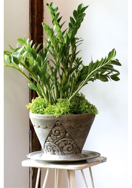 Zamia Bitkisi