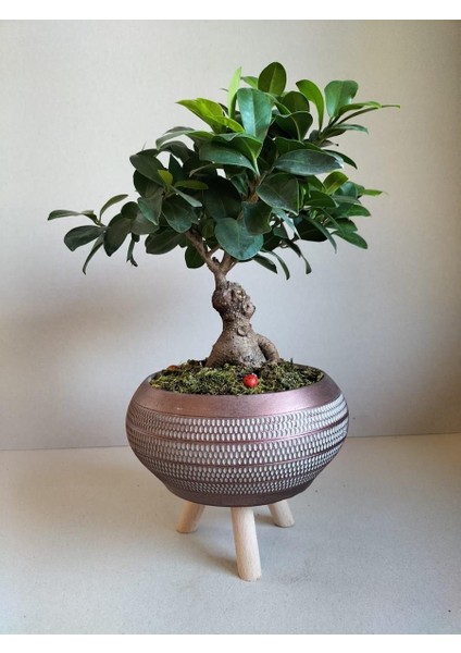 Ficus Ginseng Bonsai Gold Ayaklı Saksıda