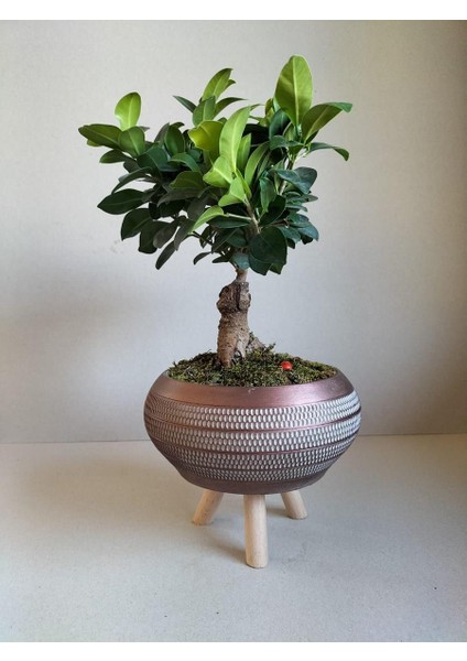Ficus Ginseng Bonsai Gold Ayaklı Saksıda