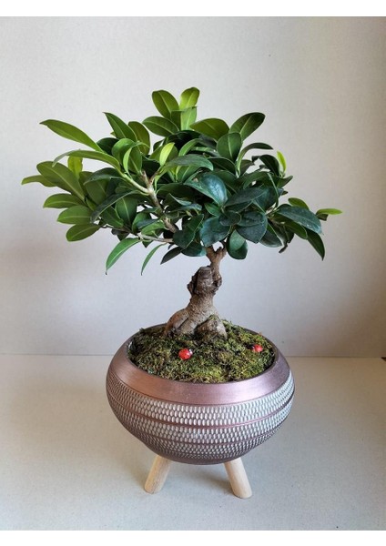 Ficus Ginseng Bonsai Gold Ayaklı Saksıda