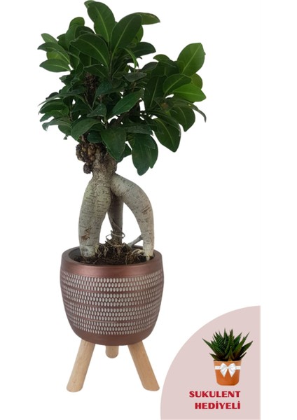 Ficus Ginseng Bonsai Kiremit Rengi Damla Saksıda modelleri