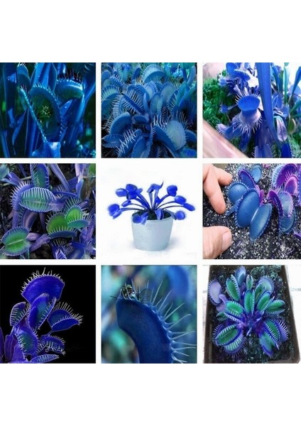 10'lu Karışık Renk Sinek Pakan Bitki Tohumu