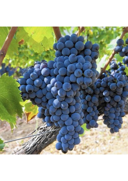 Bitki Öküz Gözü Üzüm Fidanı 2 - 3 Yaş Tüplü