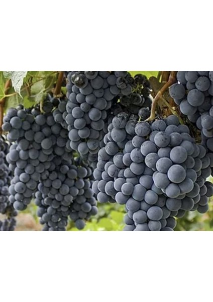 Bitki Öküz Gözü Üzüm Fidanı 2 - 3 Yaş Tüplü fiyatları