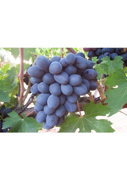 Bitki Öküz Gözü Üzüm Fidanı 2 - 3 Yaş Tüplü modelleri