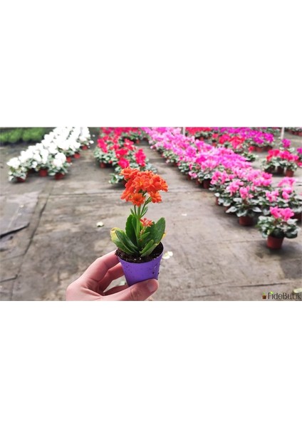 20 Adet Kalanchoe Kalanşo Fidesi Karışık Renkli fiyatları