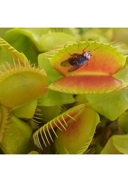 10'lu Sinek Kapan Etobur Bitki Tohumu + 10'lu Kırmızı Orkide Çiçek Tohumu