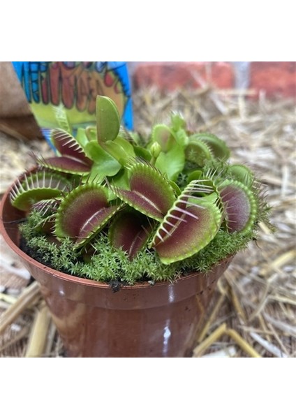 10'lu Sinek Kapan Etobur Bitki Tohumu + 10'lu Kırmızı Orkide Çiçek Tohumu