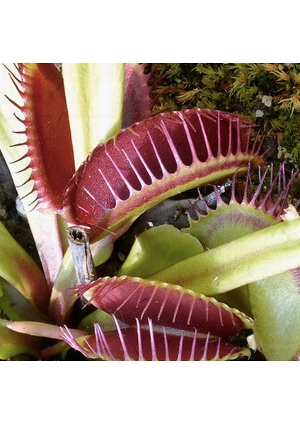 25'li Sinek Kapan Etobur Bitki Tohumu + 10'lu Kırmızı Orkide Çiçek Tohumu