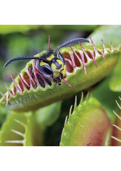25'li Venüs Fly Trap Sinek Kapan Bitkisi Tohumu + 10'lu Orkide Çiçek Tohumu