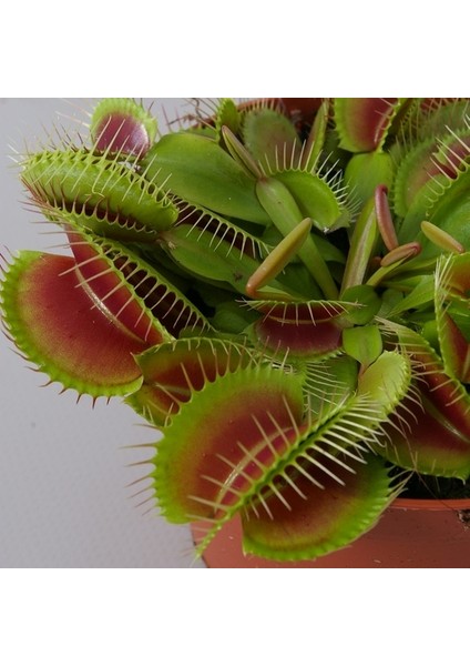 25'li Venüs Fly Trap Sinek Kapan Bitkisi Tohumu + 10'lu Antoryum Çiçek Tohumu