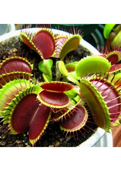 100'lü Venüs Fly Trap Sinek Kapan Bitkisi Tohumu + 10'lu Antoryum Çiçek Tohumu