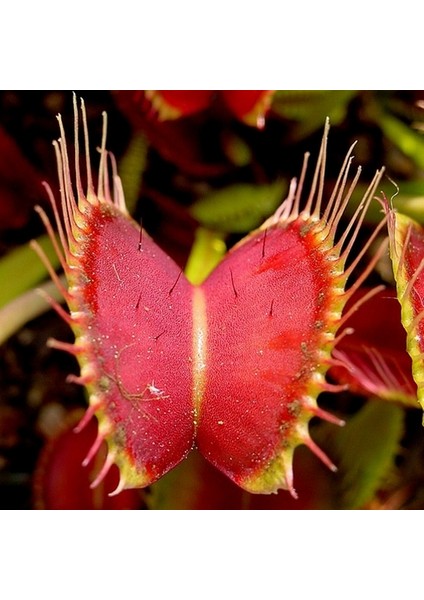 50'li Sinek Kapan Etobur Bitki Tohumu + 10'lu Kırmızı Lale Çiçek Tohumu