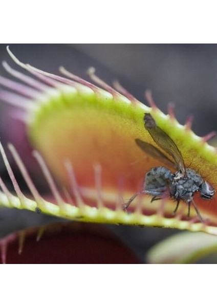 100'lü Karışık Venüs Fly Trap Sinek Kapan Bitkisi Tohumu + 10'lu H. Gülü Tohumu