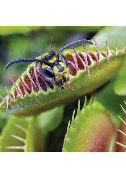 100'lü Venüs Fly Trap Sinek Kapan Bitkisi Tohumu + 10'lu Antoryum Çiçek Tohumu