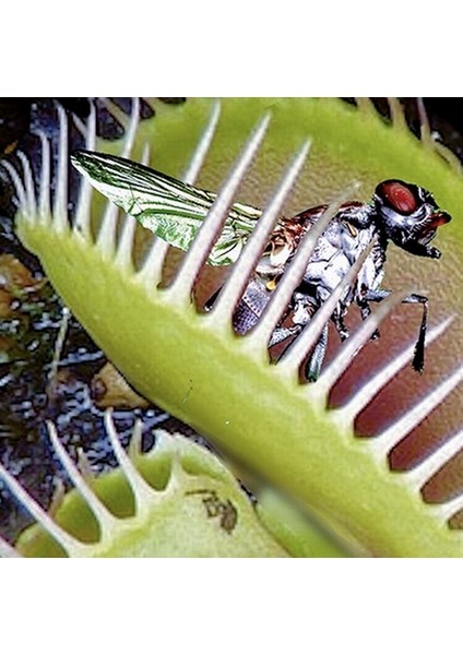 100'lü Venüs Fly Trap Sinek Kapan Bitkisi Tohumu + 10'lu Antoryum Çiçek Tohumu