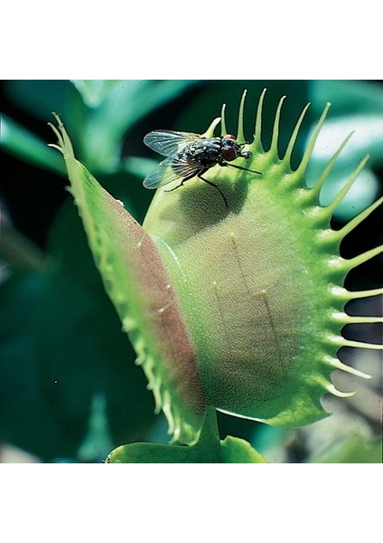100'lü Sinek Kapan Etobur Bitki Tohumu + 10'lu Kırmızı Orkide Çiçek Tohumu