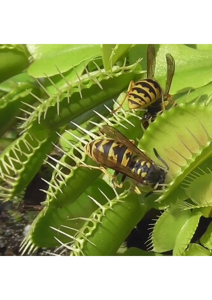 25'li Venüs Fly Trap Sinek Kapan Bitkisi Tohumu + 10'lu Yıldız Çiçek Tohumu